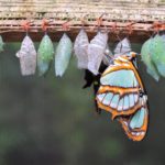 A series of butterfly cocoons in various stages of development