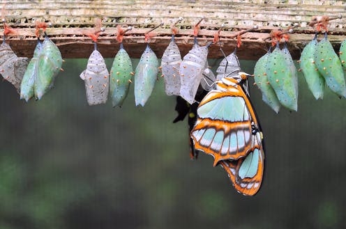 A series of butterfly cocoons in various stages of development